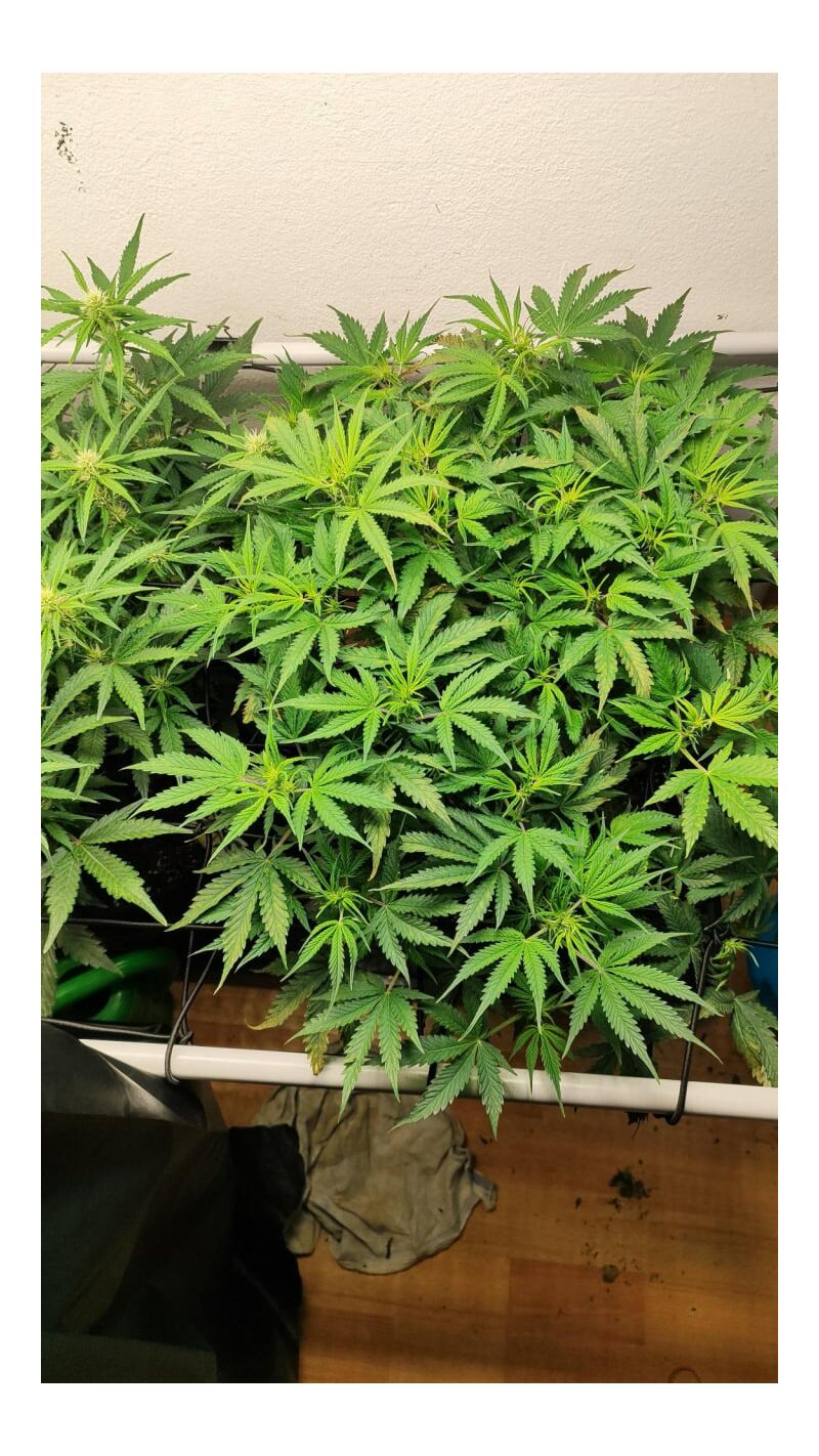 Orange President Auto, Фасовка: 1, изображение 3